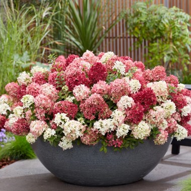 Hydrangea Groundbreaker Greeny (7)5